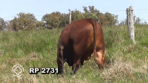 Lote RED ANGUS