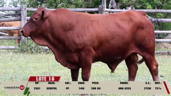 Lote LOTE 18