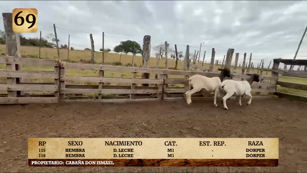 Lote LOTE 69
