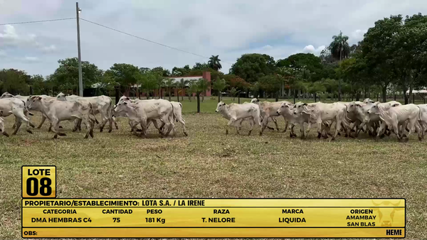 Lote LOTE 8