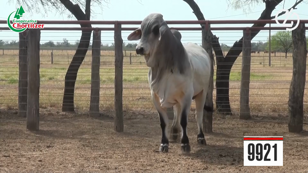 Lote Brahman