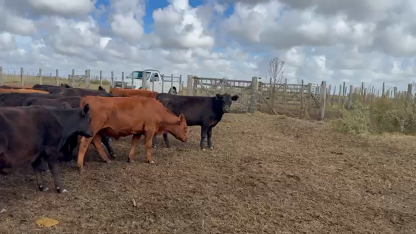 Lote 70 Terneros/as en Maipú, Buenos Aires