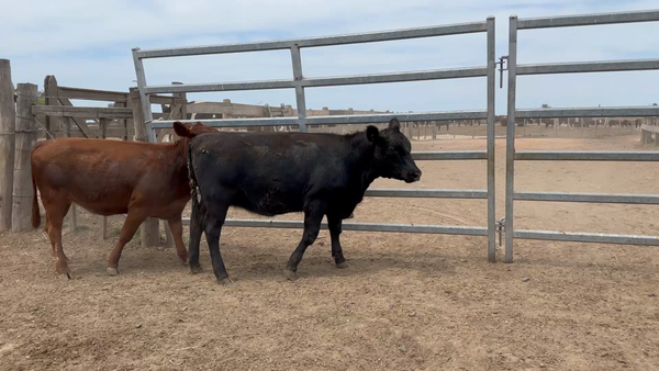 Lote 37 Terneras en Sauce, Canelones