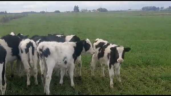 Lote 25 terneros holando