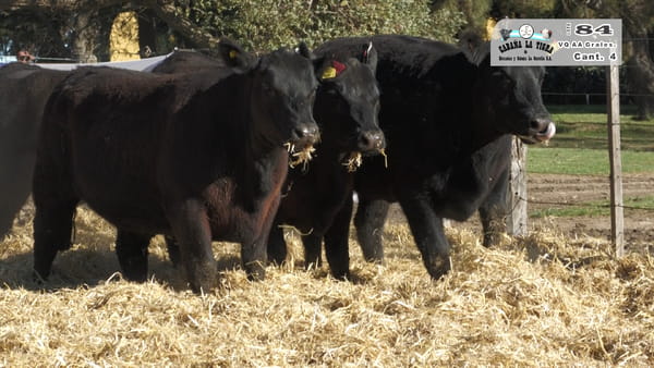 Lote VAQUILLONAS GENERALES PARICION OTOÑO