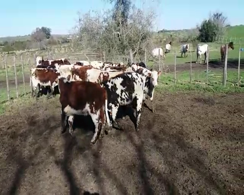 Lote (Vendido)18 Terneros NO 312kg -  en SAN ROQUE