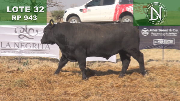 Lote TOROS PC ANGUS NEGROS - RP 943