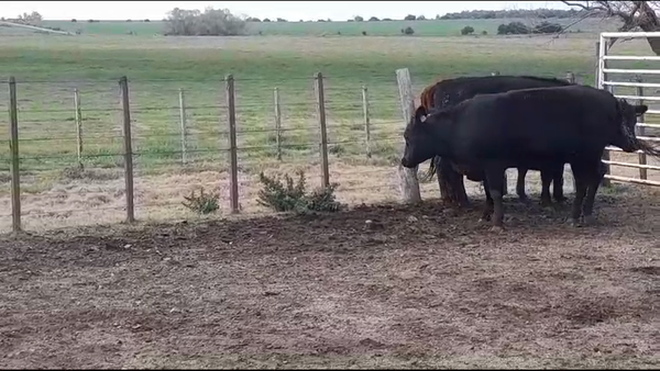 Lote VAQUILLONAS GORDAS