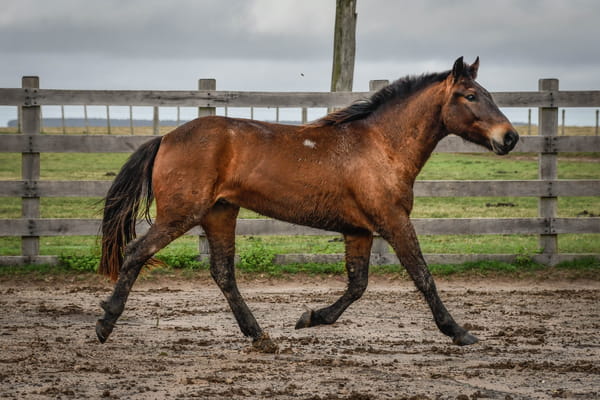 Lote VERDES MARES MITO