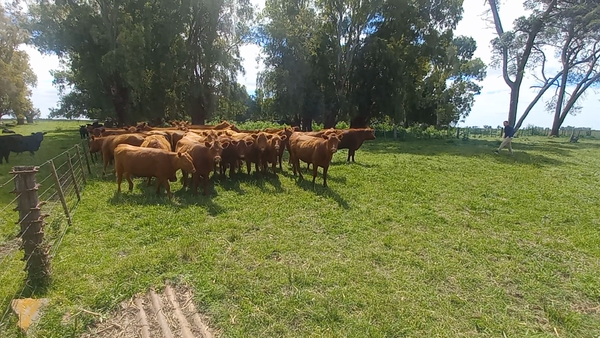 Lote 34 Vaquillonas PÑ en Gral. Alvear