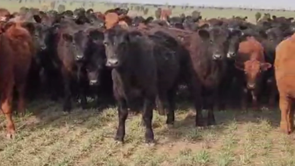 Lote 60 TERNS. MACHOS, LA CESIRA, CÓRDOBA