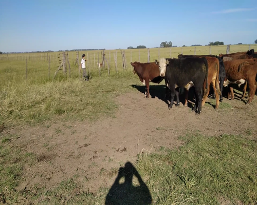 Lote 15 Novillitos en Rauch, Buenos Aires