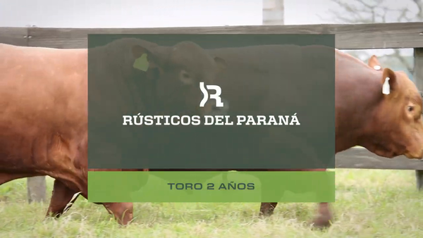 Lote Toros