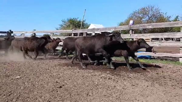 Lote 20 Búfalos