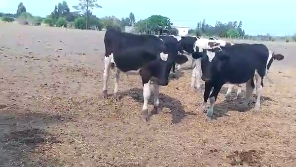 Lote 15 Novillos
