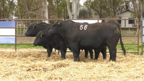 Lote TOROS ANGUS NEGROS PC