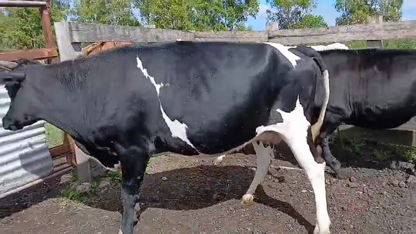 Lote 3 Vaquillonas  470kg - , San José