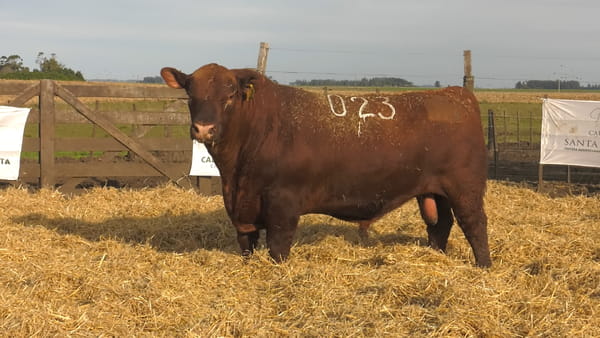 Lote Toros PC Colorados