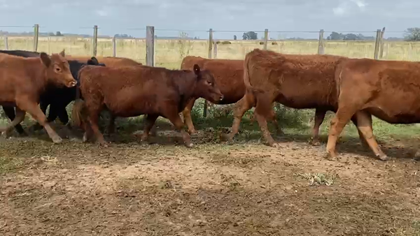 Lote 108 Vaquillonas