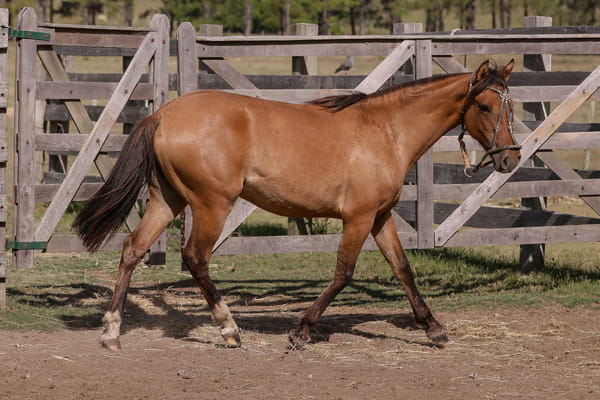 Lote FEDERAL ESPIGADA