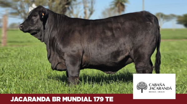 Lote Cabaña Jacaranda
