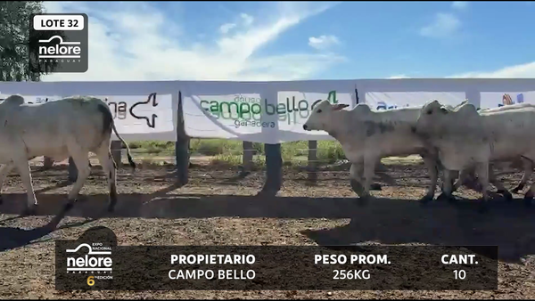 Lote LOTE 32