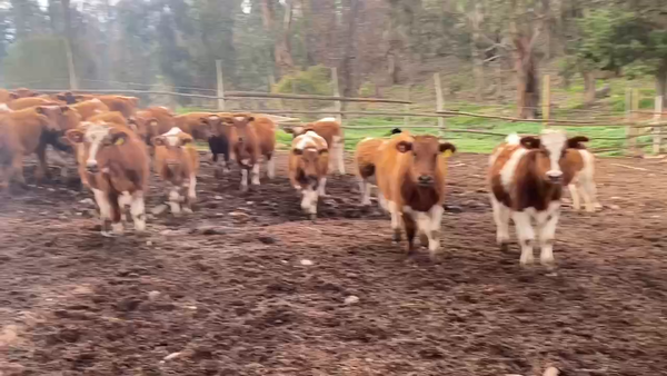 Lote 30 Ternera en Nogales, V  Región Valparaíso