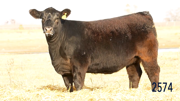 Lote Ternera