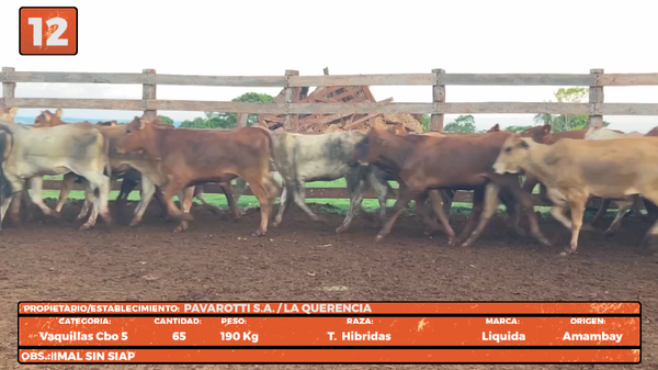 Lote LOTE 12