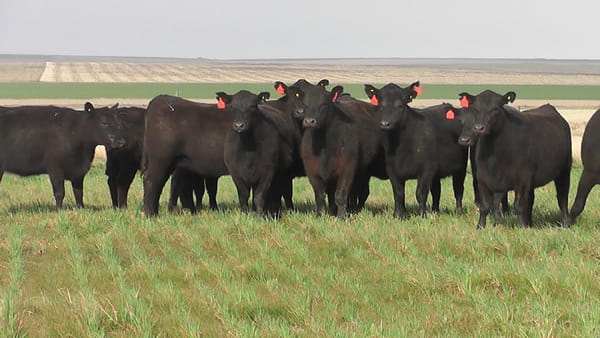 Lote VAQ.  ANGUS NEGRAS BASE  PARICIÓN DE OTOÑO