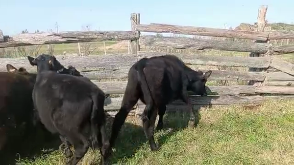 Lote 7 Terneros 190kg - , San José