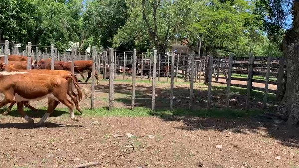 Lote 7 Terneros en Melo, Cerro Largo