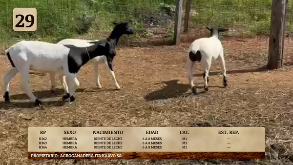Lote LOTE 29