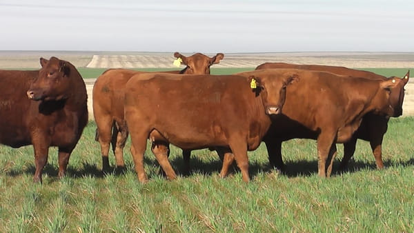 Lote VACAS A. ANGUS COLORADAS P. CONTROLADAS C/ GTIA DE PREÑEZ P PRIMAVERA