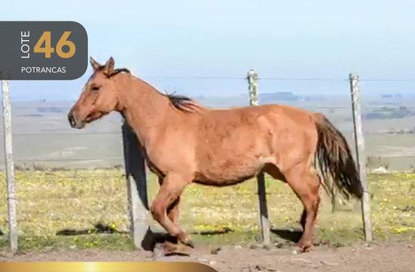 Lote Aquerenciada Secta