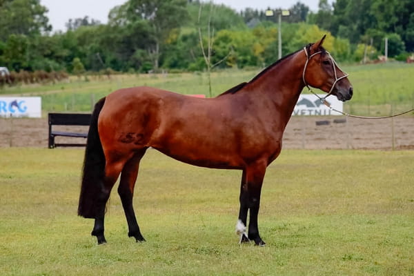 Lote INTRATABLE PERDIGUERA