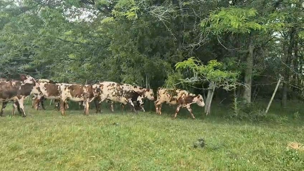 Lote 17 Terneros, San José