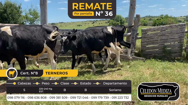 Lote 5 Terneros en Colonia