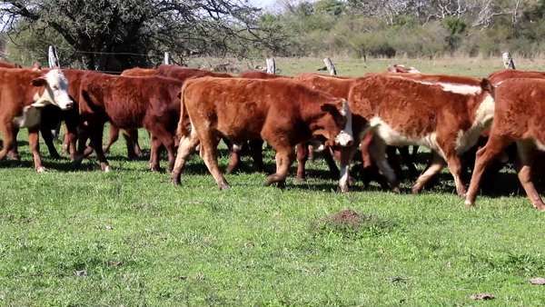 Lote 110 Terneros