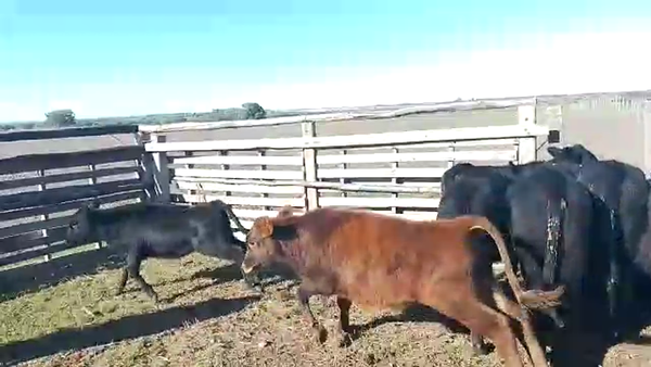 Lote Terneros/as 12H - 11M
