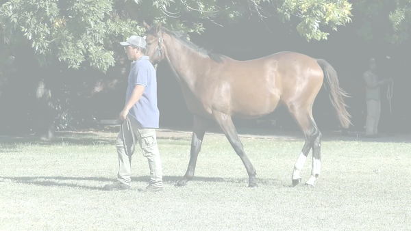 Lote MARRATORE RIDE (RERIDE - ITALIAN COAST)