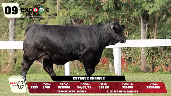 Lote LOTE 9