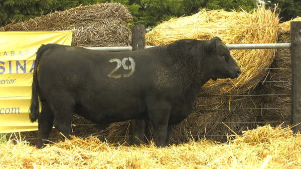 29 - 40784N — TOROS ANGUS PURO CONTROLADO