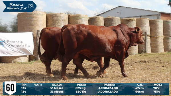 Lote LOTE 60