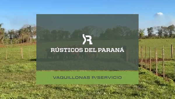 Lote VAQUILLAS P/ SERVICIO