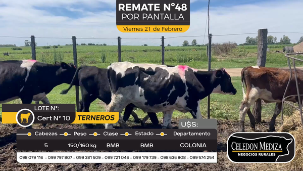 Lote 5 Terneros en Otra Localidad, Colonia
