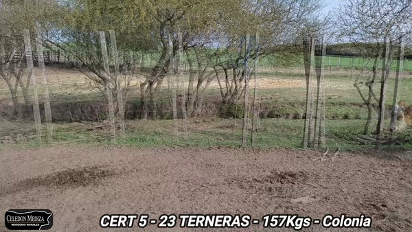 Lote 23 Terneras en Carmelo, Colonia