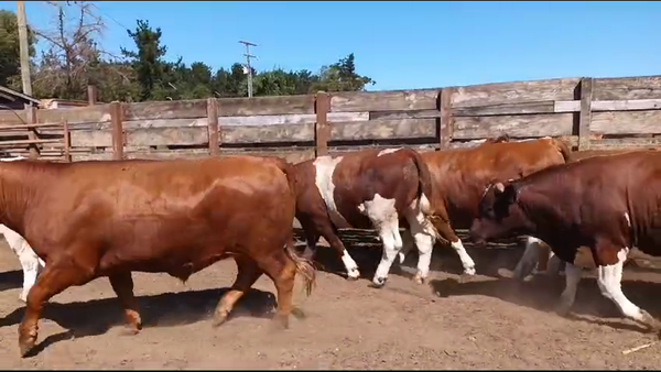 Lote 20 Novillo Gordo en Los Ángeles, VIII Región Biobío