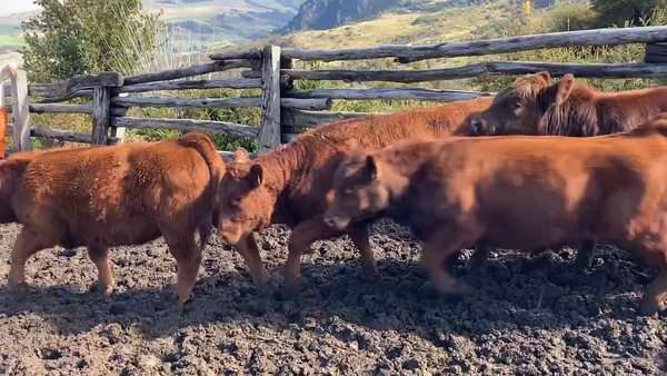 Lote 60 Ternero en Coyhaique, XI Región Aysén