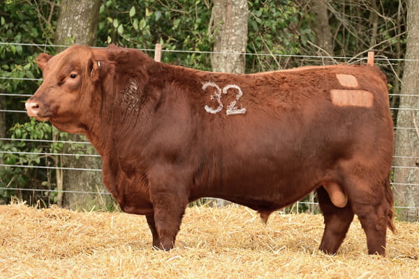 43611 — TOROS ANGUS PC